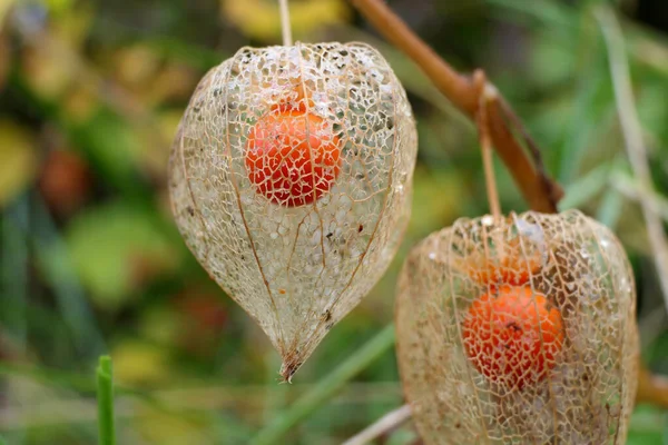 Zbliżenie Physalis Alkekengi Aka Bladder Cherry Lub Chińskiej Latarni Pokazując — Zdjęcie stockowe