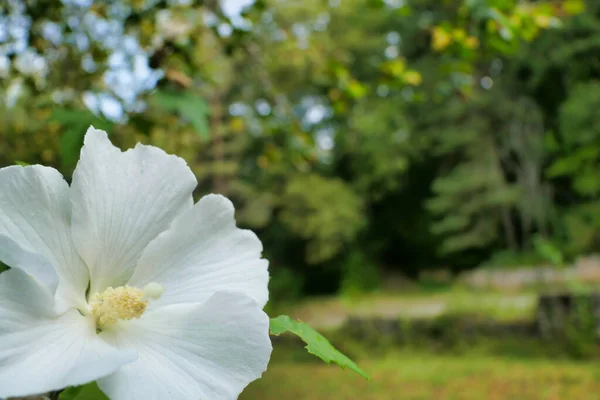 Close White Hibiscus Flower Fully Developed Pistil Woodland Setting — Stock Photo, Image