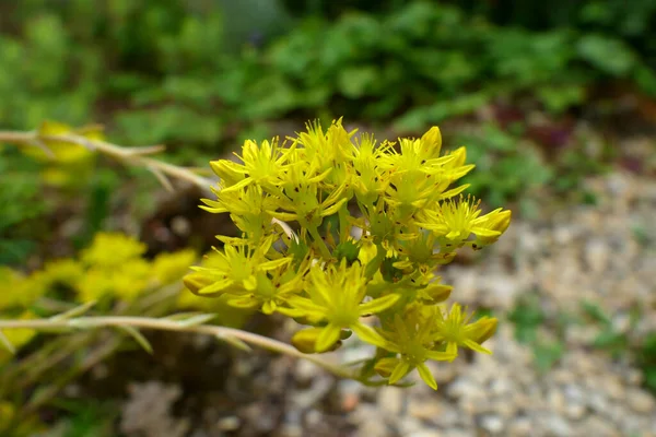 セダムエーカーの明るい黄色の花の近くに 苔むした石切りまたは金苔としても知られています — ストック写真