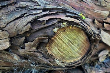 Baharatlı ladin kütüklerinin kapanışı ağaç kabuğunun çözülüşünü ve kütükten soyuluşunu gösteriyor.