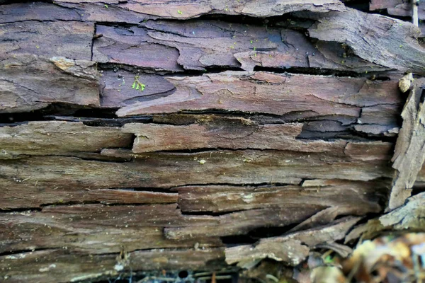 Close Seasoned Spruce Logs Showing Bark Delaminating Peeling Away Log — 图库照片