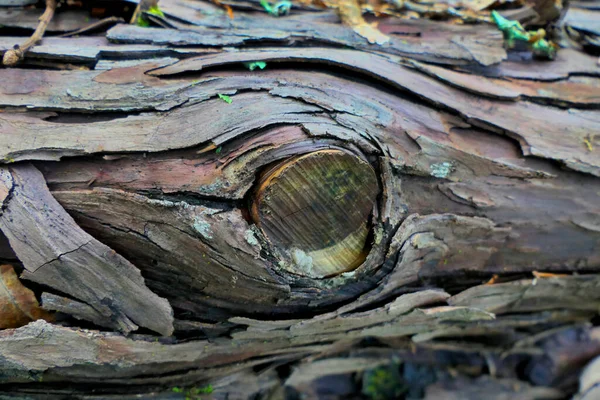 Close Seasoned Spruce Logs Showing Bark Delaminating Peeling Away Log — стоковое фото