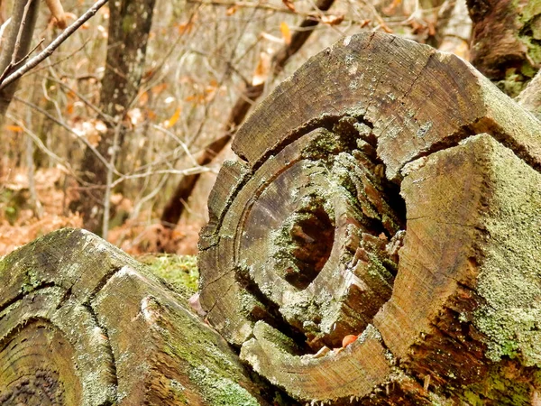 Zbliżenie Starego Rozkładającego Się Pniaka Drzewa Tle Lasu — Zdjęcie stockowe