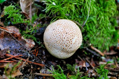 leopar earthball mantar (Skleroderma areolatum) orman yaprak çöp içinde buldum