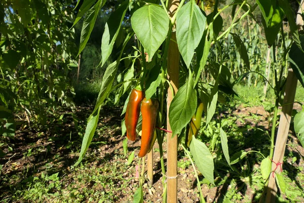 Friggittello Peppers Börjar Vända Från Grönt Till Rött — Stockfoto