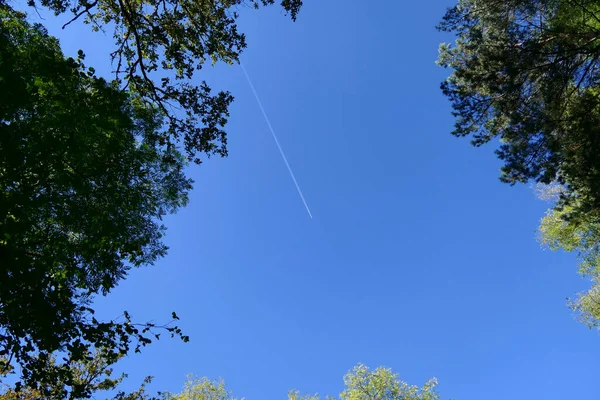 Aircraft Going Overhead Drawing Smoke Trail Seen Canopy Trees — Stock Photo, Image