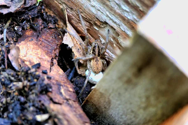 Female Lynx Spider Oxyopes Elegans Guarding Her Egg Sac — Fotografia de Stock