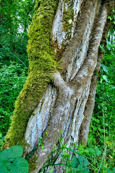 Velký Akátový Strom Propletený Mechem Pokrytým Břečťanem — Stock fotografie