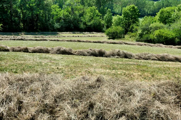 Lignes Foin Dans Campagne Dordogne Récoltées Prêtes Pour Presse — Photo