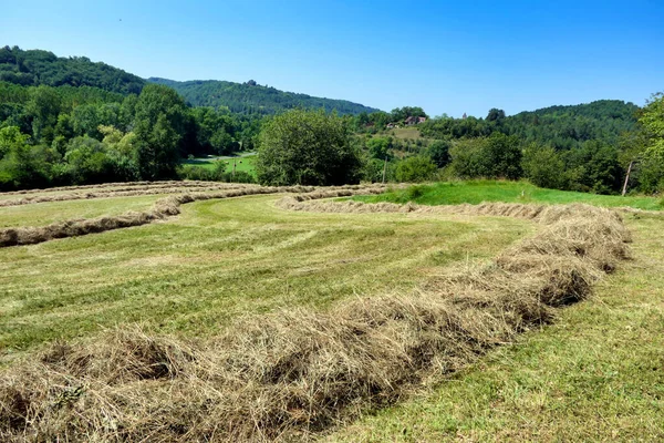 Linhas Feno Campo Dordogne Recolhidos Prontos Para Enfardadeira — Fotografia de Stock