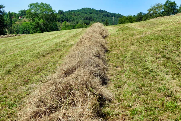 Linee Fieno Nella Campagna Della Dordogna Raccolte Pronte Pressa — Foto Stock