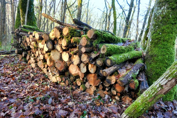 Hromada Dubových Akátových Sladkých Kaštanových Klád Pokrytá Mechem Mýtině — Stock fotografie