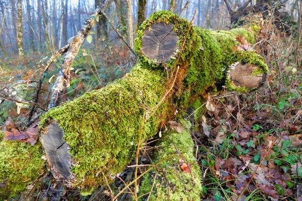 Gros Plan Section Extrémité Chêne Abattu Couvert Mousse Montrant Des — Photo