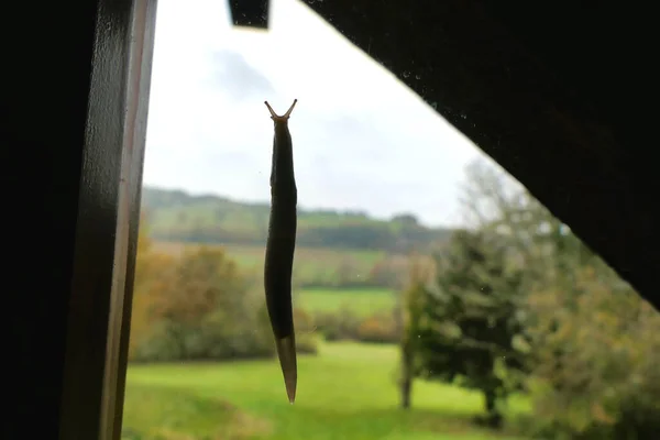 Underside Slug Seen Slithering Window Countryside Background — стоковое фото