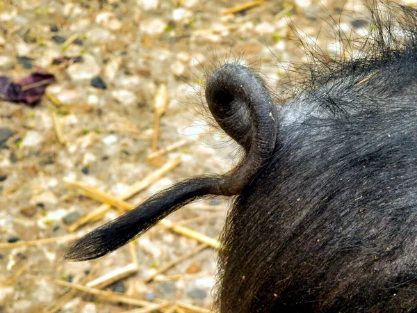 Close Pigs Curly Tail Black Bristly Hair — 图库照片