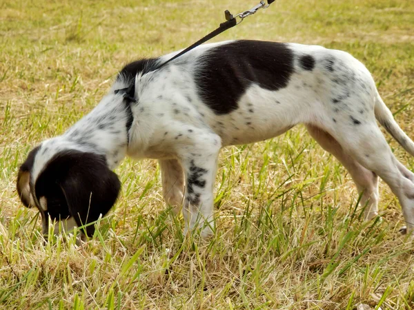 Cute Puppy Going Walk Hay Field — Stockfoto