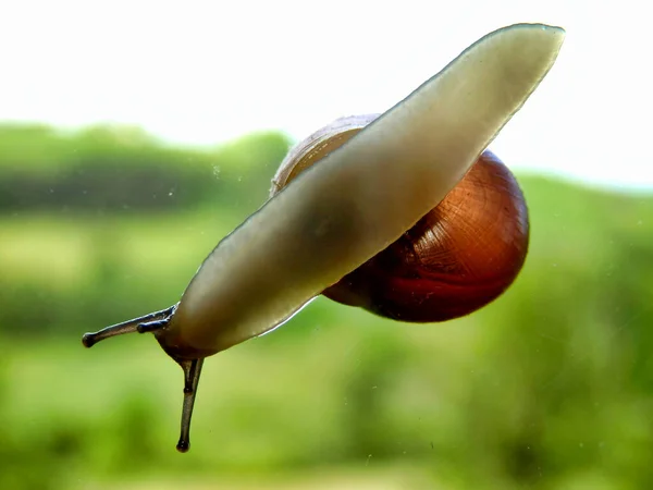 Snail Slithering Window Countryside Background — Stock Photo, Image