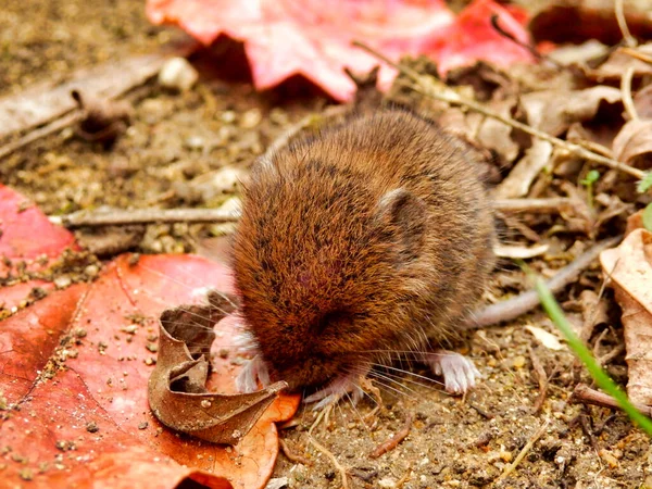 Vole Campo Bebê Microtus Agrestis Encontrado Sob Uma Pilha Folhas — Fotografia de Stock