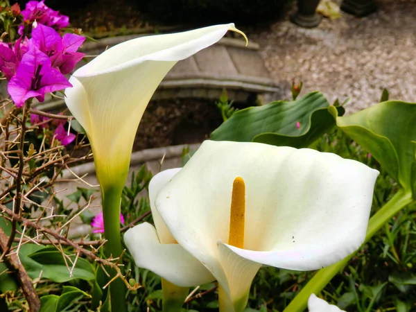 Blooming Arum Lily Zantedeschia Aethiopica Bulbous Flowering Plant Native South — Zdjęcie stockowe