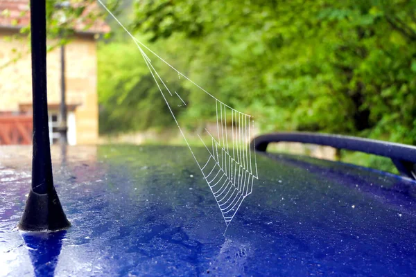 Web European Garden Spider Araneus Diadematus Suspended Car Aerial Covered — стоковое фото