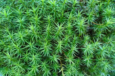 Close up of a cushion of Juniper Hair Cap Moss (Polytrichum juniperinum) found growing over a tree stump