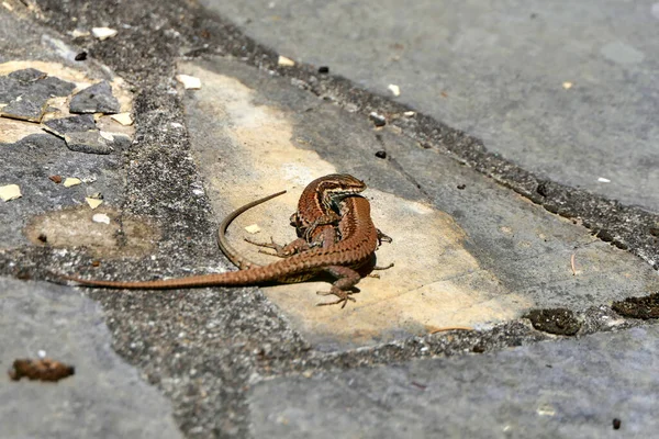 Close Van Twee Mannelijke Muurhagedissen Podarcis Muralis Midden Een Gevecht — Stockfoto