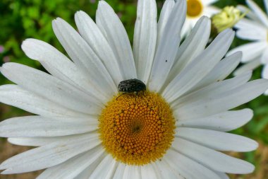 Oxythyrea Funesta Böceği bir Leucanthemum 'un poleniyle besleniyor
