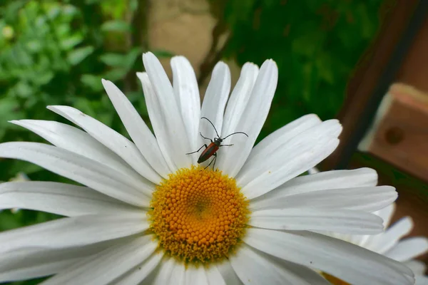 菊の花粉を餌とする黒縞のロングホーン ビートル ステンレラ メラノラ — ストック写真