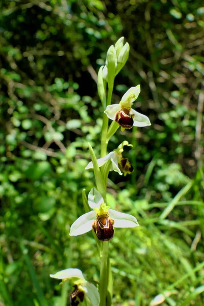 Orquídea Abeja Ophrys Apifera Mostrando Los Sépalos Blancos Más Raros —  Fotos de Stock