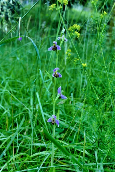 Orchidea Pszczeli Ophrys Apifera Rosnąca Dziko Łące — Zdjęcie stockowe