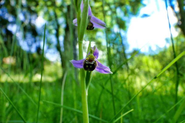 Gros Plan Une Orchidée Abeilles Ophrys Apifera — Photo