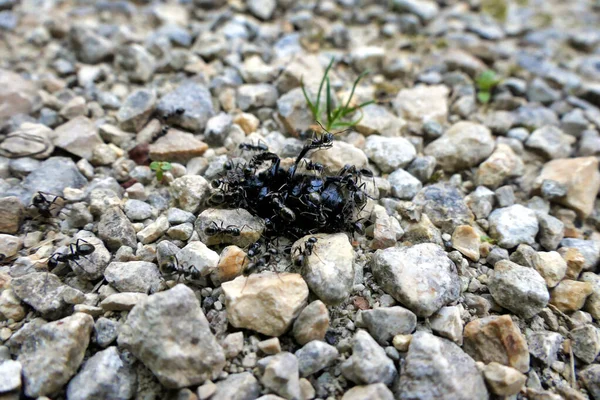 Black Garden Ants Lasius Niger Атакует Большого Черного Жука — стоковое фото