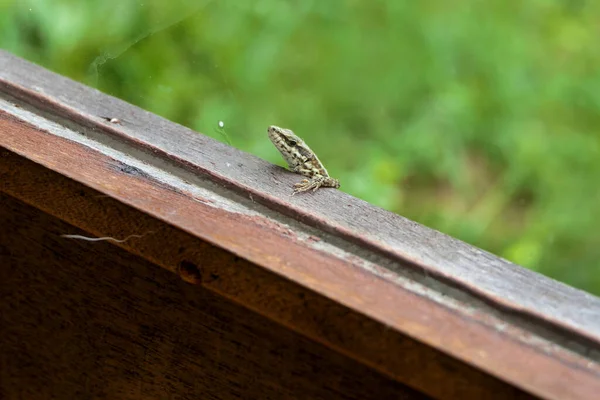 Wall Lizard Podarcis Muralis Kikar Genom Vinterträdgård Fönster Ruta — Stockfoto