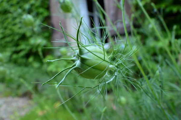 Закрыть Семенную Головку Centaurea Cyanus — стоковое фото