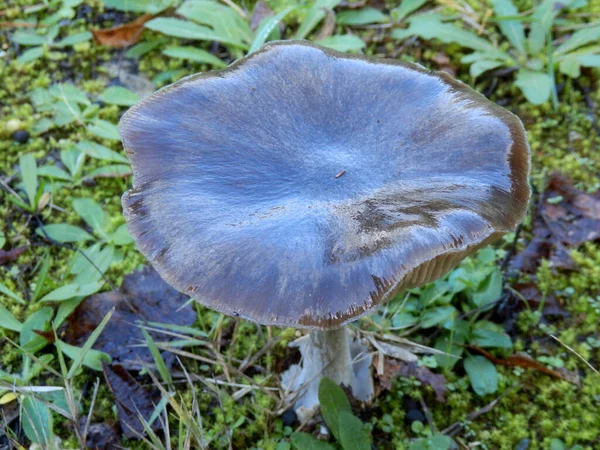 靠近一个被薄薄的冰层覆盖的阿玛尼塔阴道 给它一个闪亮的湿蓝灰色外观 在法国被称为Grisette — 图库照片