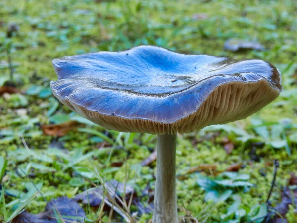 Close Amanita Vaginata Covered Thin Layer Ice Giving Shiny Wet — Stock Photo, Image