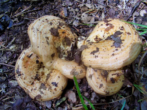 Close Lactarius Salmonicolor Agárico Laranja Que Exala Leite — Fotografia de Stock