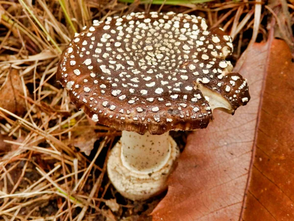 Крупный План Взрослого Образца Amanita Pantherina Известного Panther Cap Плоской — стоковое фото