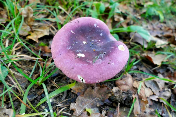Сыроежка Фиолетовая Растущая Лугах Лесу — стоковое фото