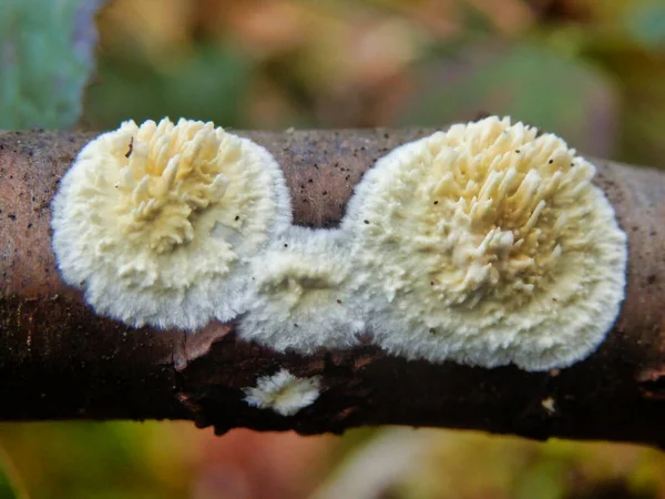 Gros Plan Champignon Coniophora Puteana Rampant Long Une Branche Arbre — Photo