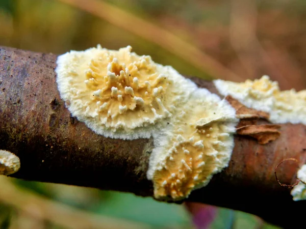 Close Fungo Coniophora Puteana Rastejando Longo Ramo Árvore Decomposição — Fotografia de Stock