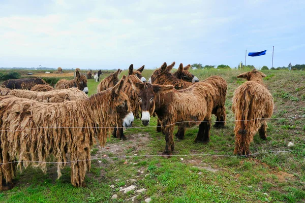 Burros Ile Burros Poitou Fueron Empleados Gran Parte Como Mulas — Foto de Stock