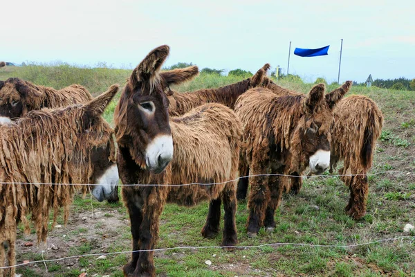 Des Ânes Ile Poitou Ont Été Employés Grande Partie Comme — Photo