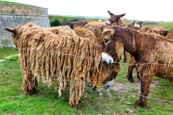 Ile Esel Oder Poitou Esel Wurden Größtenteils Als Maultiere Der — Stockfoto