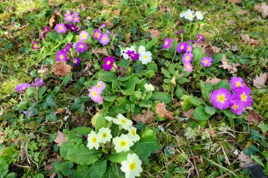 Primrose (Primula vulgaris) Fransız meyve bahçesinde yetişiyor.