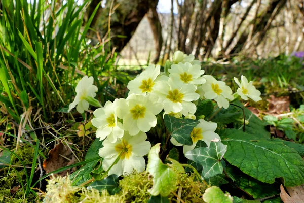 Primulor Primula Vulgaris Som Växer Vilt Fransk Fruktträdgård — Stockfoto