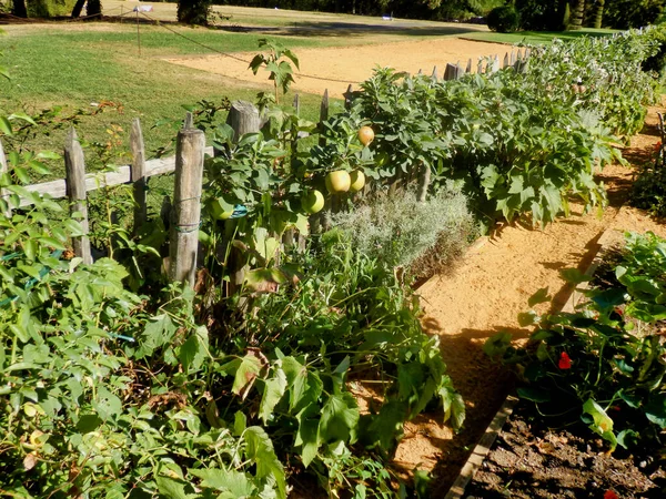 Cerca Piquete Rústico Que Envolve Uma Horta Frutas Vegetais — Fotografia de Stock