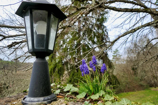 葡萄Hyacinth Aka Muscari 生长在户外庭院灯旁边 — 图库照片