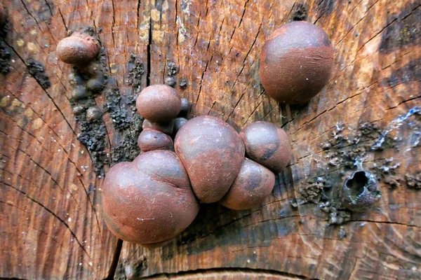Daldinia Concentrica Also Known King Alfreds Cakes Tinder Fungus Growing — Stock Photo, Image