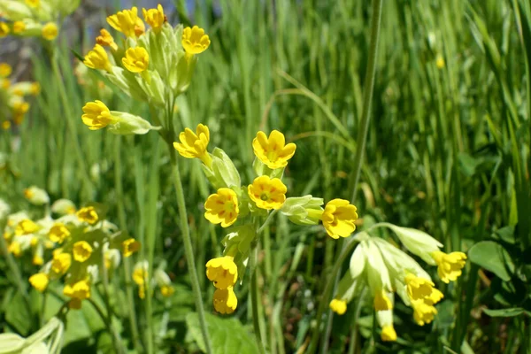 Primer Plano Cowslips Primula Veris Floreciendo Huerto —  Fotos de Stock